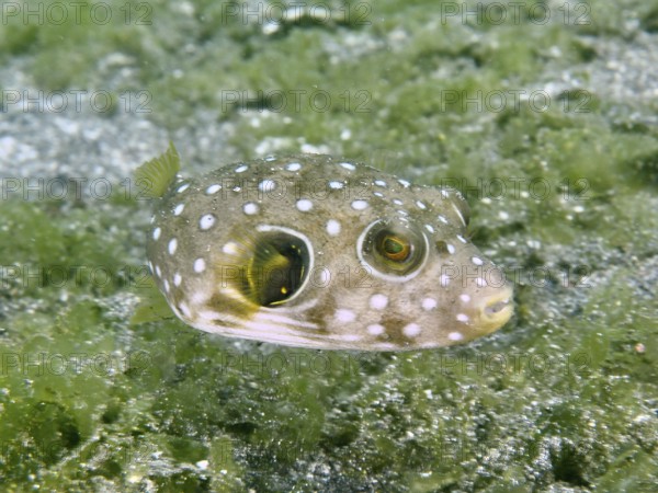 White-spotted pufferfish (Arothron hispidus) juvenile with bright spots swimming over green algae,