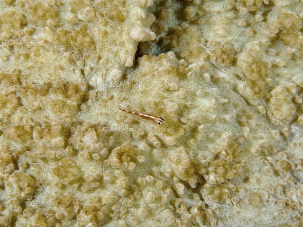 Transparent dwarf goby (Bryaninops erythrops) camouflages itself on a cream-coloured coral surface,