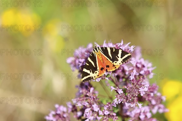 Jersey tiger or Spanish flag (Euplagia quadripunctaria), sucking nectar on Hemp agrimony