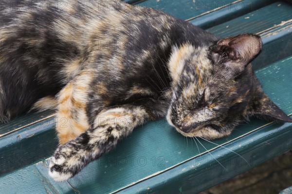 Close-up of calico colored feral Felis catus - Cat sleeping on turquoise wooden bench, Old Town of