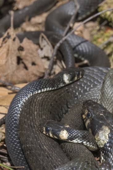 Grass snakes (Natrix natrix) warming themselves in the spring sun