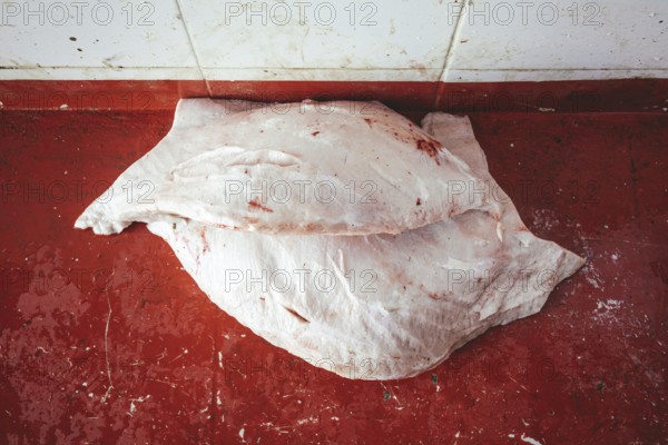 Camel fat, cutting up a slaughtered dromedary (camelus dromedarius), camel slaughter, Salalah