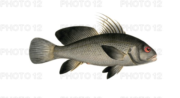 Fish, Fish, Corvina nigra, genus of the umber family, Sciaena nigra, black umber, Historic,