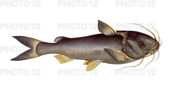 Fish, Fish, Genus of fish from the family of the true catfishes within the order of the catfishes,