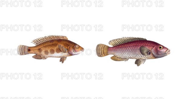 Fish, fish, left: Fish genus from the snapper family Lutjanus notatus, the spotted Lutjan, the