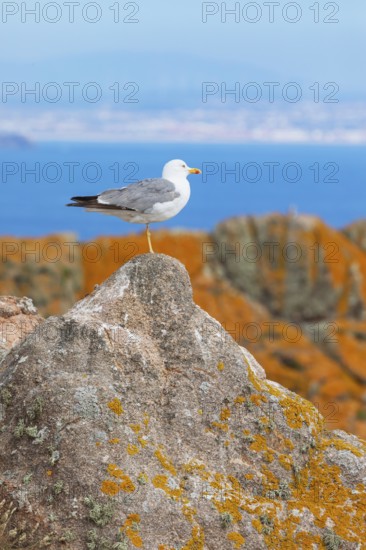 Yellow-legged Gull (Larus michahellis), Berlenga Grande Island, Portugal, Europe