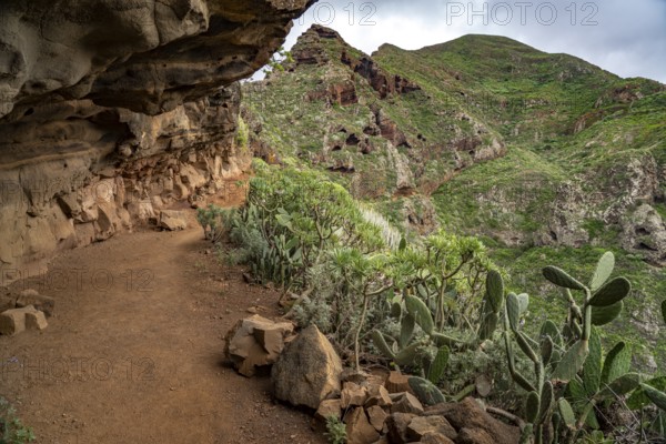 Landscape along the hiking trail from Punta del Hidalgo to Chinamada, Tenerife, Canary Islands,