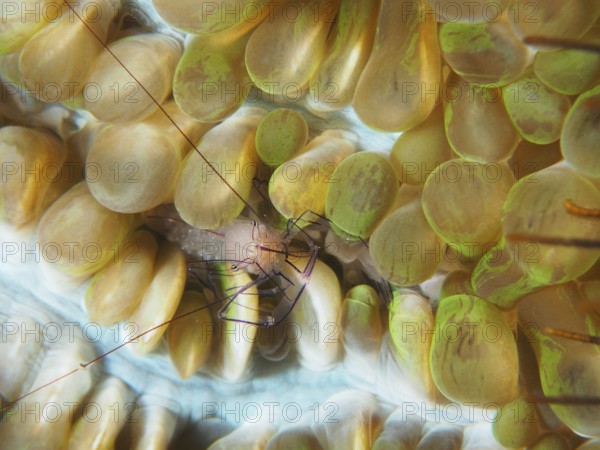 Philippine bubble coral shrimp (Palaemonella philippinensis) on a bubble coral, dive site Prapat,