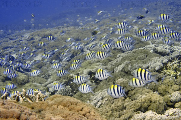 Large school of striped tropical fish, Indo-Pacific sergeant (Abudefduf vaigiensis), swimming over