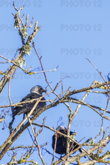Western jackdaw (Coloeus monedula) sitting in a leafless tree in the spring sun