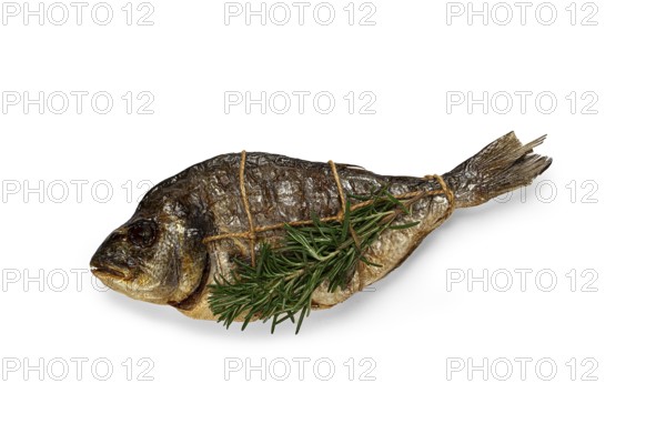 Dorado fish, hot smoked, with a sprig of rosemary, tied with a rope, on a white background, top