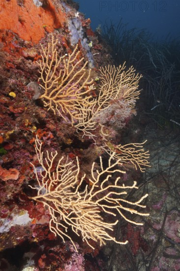 Yellow gorgonian (Eunicella cavolinii) growing on a rock face in the Mediterranean near Hyères.