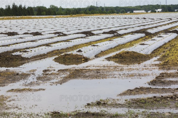 Young vegetable crops protected by plastic sheeting growing in agricultural field flooded and