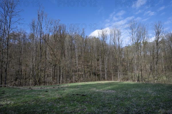 Dead black alder (Alnus glutinosa) in a valley, Thuisbrunn, Upper Franconia, Bavaria, Germany,