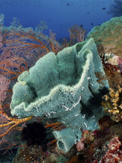Spiny tube sponge (Callyspongia (Cladochalina) aerizusa) and bright corals under water, dive site