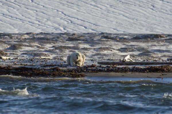 Polar bear (Ursus maritimus), male on beach in front of glacier, Kvitøya, Svalbard and Jan Mayen