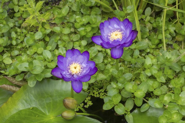 Blue-purple coloured tropical water lilies in a garden pond, Gigantea Dark Purple, water lily,