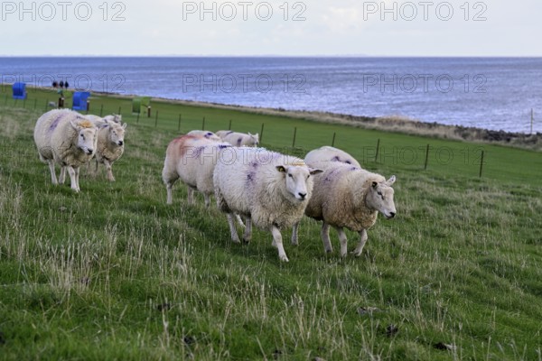 Sheep on a dyke, Pellworm Island, Schleswig-Holstein Wadden Sea National Park, North Frisia,