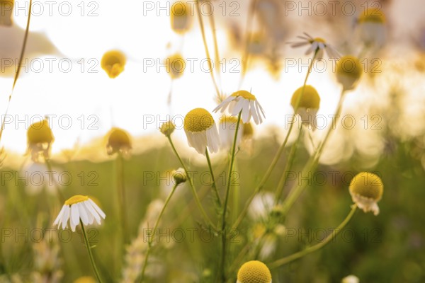 Camomile flowers in a meadow in the warm evening light