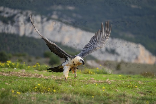 Bearded Vulture (Gypaetus barbatus) adult bird in flight with mountains in the backround, Pyrenees,