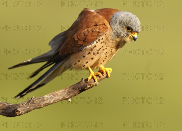 Male lesser kestrel (Falco naumanni) on its perch, Extremadura, Spain, Europe