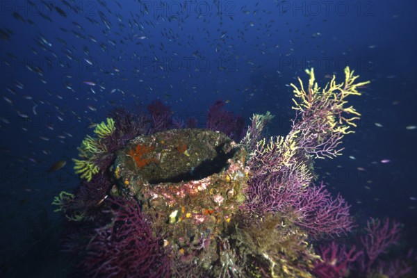 A vibrant collection of purple Violescent sea-whip (Paramuricea clavata) and Yellow Gorgonian
