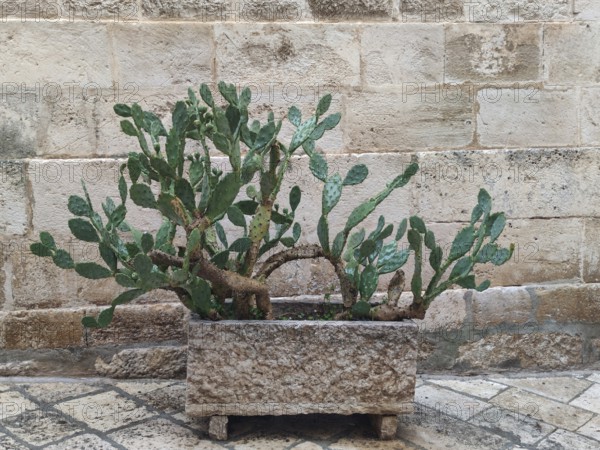 Prickly pear in front of a sandstone wall as decoration, Locorotondo, Apulia, Southern Italy,