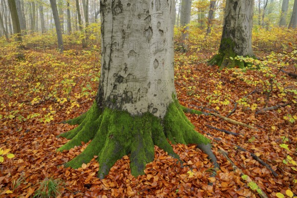 Near-natural deciduous forest in autumn with colourful leaves, copper beech (Fagus sylvatica),