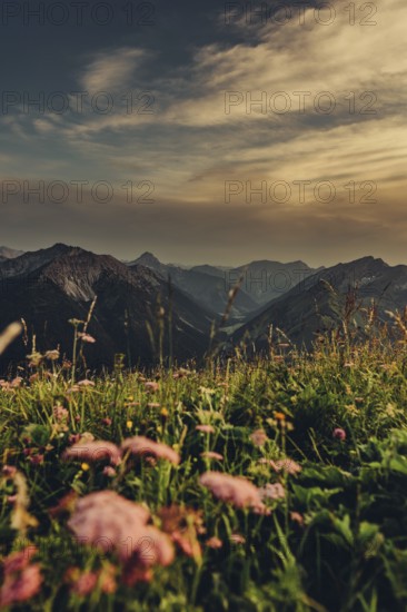 Hiking tour on the Hönig mountain in the Lechtal valley near Berwang in Tyrol, Austria, Europe