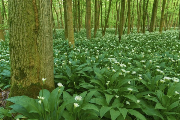 Dense forest full of flowering wild garlic (Allium ursinum), in spring, Bullau, Erlensee, Hanau,