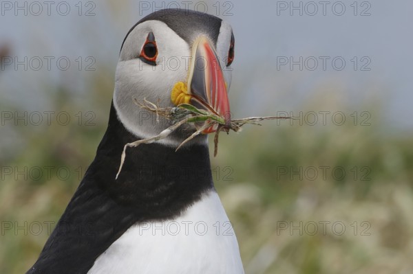 Close-up of a puffin with grass in its beak, nest material, breeding season, Lunga Island,