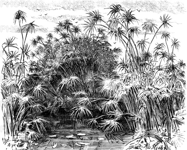 Papyrus plants (Cyperus papyrus) near Syracuse, papyrus shrubs in water, water lilies, island of