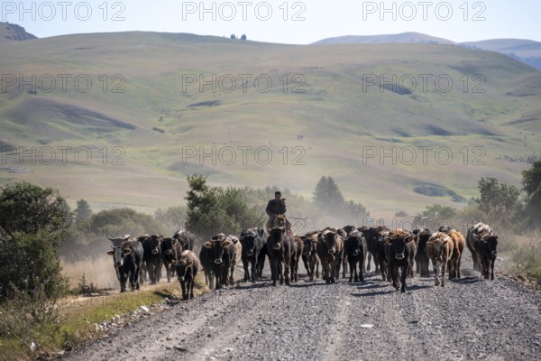 Shepherds driving a herd of cows on a road, gravel track, Tian Shan, Sky Mountains, Kyrgyzstan,