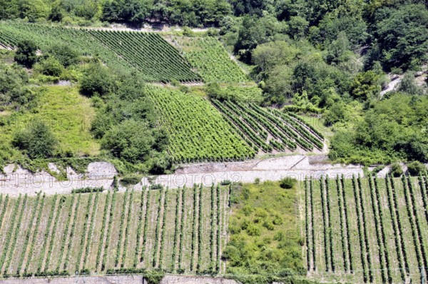 Vineyards near Assmannshausen, UNESCO World Heritage Cultural Landscape Upper Middle Rhine Valley,