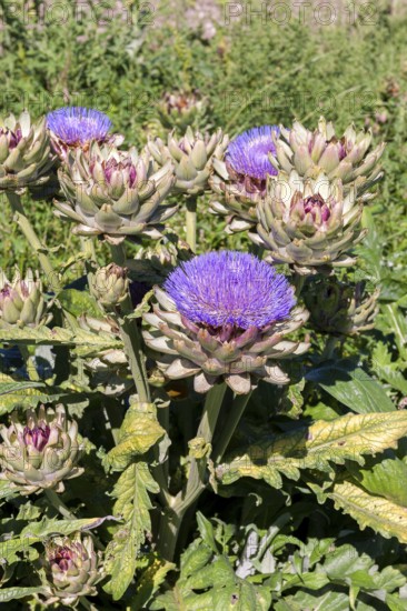 Green artichoke plants with striking purple flowers, Baden-Württemberg, Germany, Europe