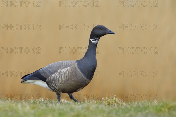Brent goose (Branta bernicla) standing in a meadow, Wildlife, Geese, Lauwersmeer National Park,