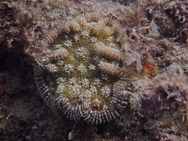 Structural coral with complex patterns and textures, Atlantic mushroom coral (Scolymia lacera), on