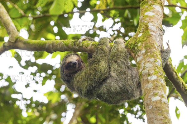 Three-fingered sloth (Bradypus), Mammals (Mammalia), La Fortuna, Guanacaste, Costa Rica, Central