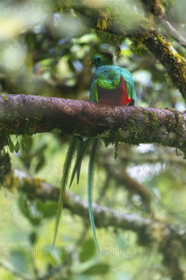 Quetzal (Pharomachrus mocinno), Trogons (Trogonidae), Central Mountain Range, San Jose Province,