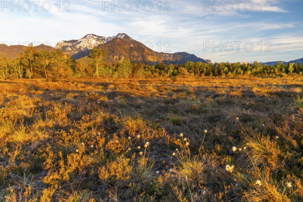 Cottongrasses (Eriophorum), True grasses (Poaceae), Birch (Betula), Betulaceae, spring, raised bog