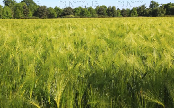 Crop of barley growing in field, Shottisham, Suffolk Sandlings, England, UK