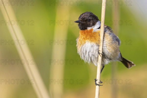 Stonechat, (Saxicola torquata), foraging, male, Eich, Rhineland-Palatinate, Germany, Europe