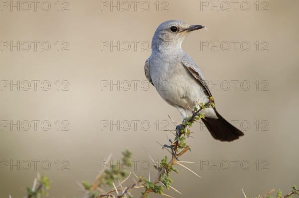 Blackstart, (Cercomela melanura), Grey Chat, Ayn Hamran, Salalah, Dhofar, Oman, Asia