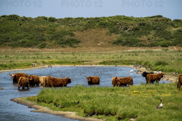 North Sea island Langeoog, early summer, dune landscape in the centre of the island, Galloway