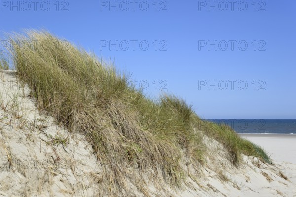 High dune with marram grass (Ammophila arenaria), blue sky, North Sea, Juist, East Frisian Islands,