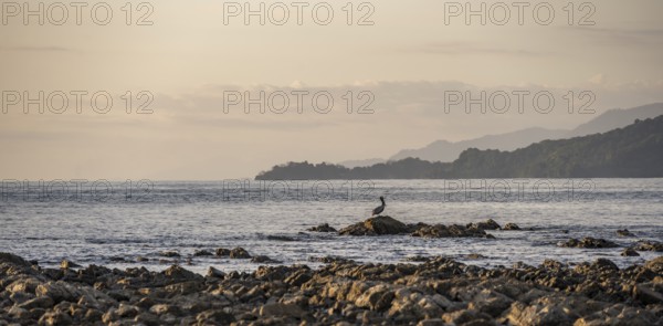 Brown pelican on the coast, Marino Ballena National Park, South Pacific beach and sea, Puntarenas