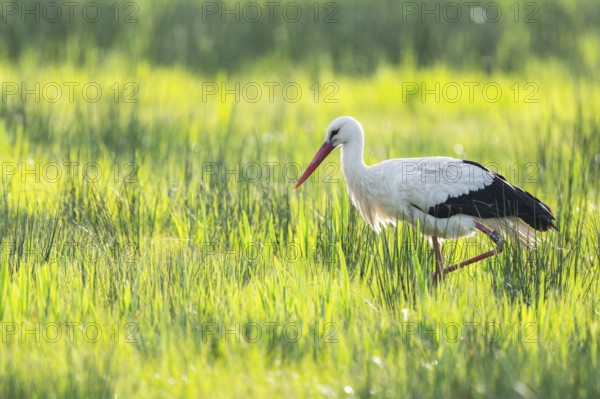 White stork (Ciconia ciconia) foraging in a meadow, spider threads on the grass, Lower Saxony,