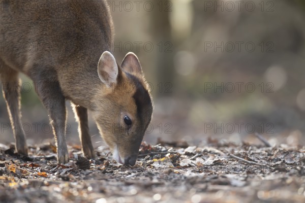 Muntjac deer (Muntiacus reevesi) adult animal feeding on a woodland floor, England, United Kingdom,