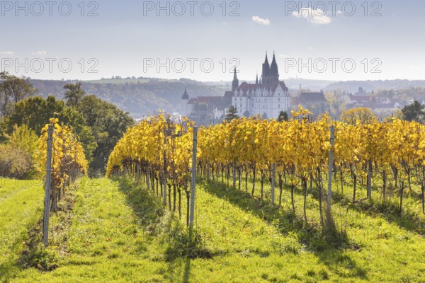 Viewpoint over the Proschwitz vineyards to Albrechtsburg Castle and Meissen Cathedral, Saxony,