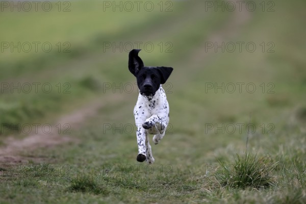 German Shorthair, (Canis lupus familiaris), adult, male, male, running, pointing dogs, Rhineland